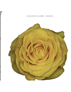 GOLDEN GLOBE Yellow Rose 50 / 75 / 100 / 200 stems