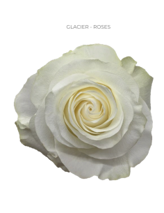 GLACIER White Rose 50 / 75 / 100 / 200 stems