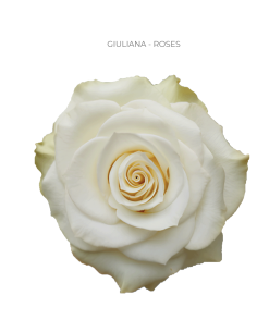 GIULIANA Cream/White rose 50 / 75 / 100 / 200 stems