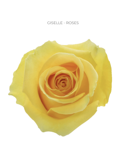 GISELLE Yellow rose 50 / 75 / 100 / 200 stems