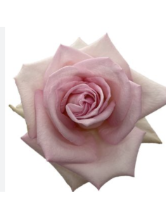 GINETTE Lavender rose 50 / 75 / 100 / 200 stems