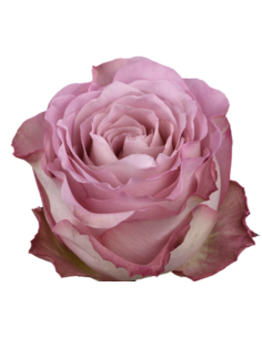 GINETTE Lavender rose 50 / 75 / 100 / 200 stems 2