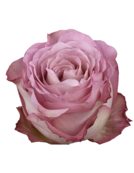 GINETTE Lavender rose 50 / 75 / 100 / 200 stems
