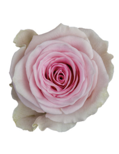 GINETTE Lavender rose 50 / 75 / 100 / 200 stems GINETTE Lavender rose 50 / 75 / 100 / 200 stems