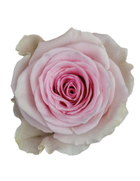 GINETTE Lavender rose 50 / 75 / 100 / 200 stems