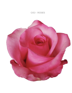 GIGI Pink rose 50 / 75 / 100 / 200 stems