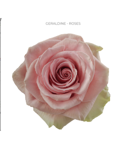 GERALDINE Light Pink rose 50 / 100 stems