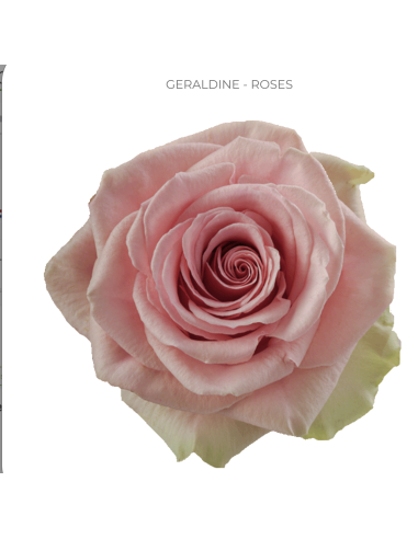 GERALDINE Light Pink rose 50 / 100 stems