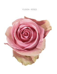 FUSION Pink rose 50 / 75 / 100 / 200 stems