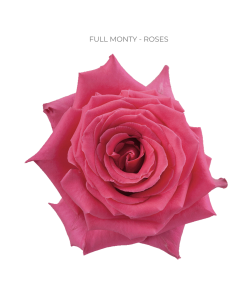 FULL MONTY Hot Pink rose 50 / 100 / 200 stems