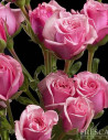 Spray Roses Solid Medium PInk By the Box 10 BUnches