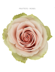 FRUTTETO Light Pink / Cream 2 tone rose 50 / 75 / 100 / 200 stems