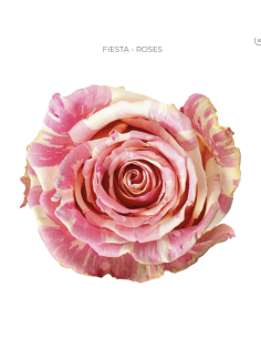 FRIDA 2 tone pink/white rose 50 / 75 / 100 stems