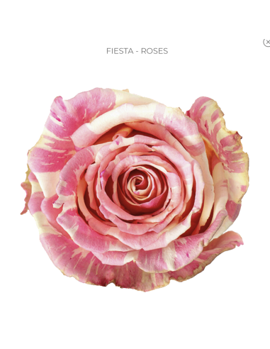 Frida 2‑Tone Pink/White Rose — Bi‑Color Roses Wholesale & Bulk (50 / 75 / 100 Stems)