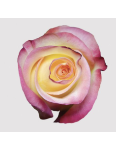 FRENCH QIS 2 tone rose 50 / 75 / 100 / 200 stems