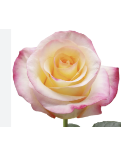 FRENCH QIS 2 tone rose 50 / 75 / 100 / 200 stems 2