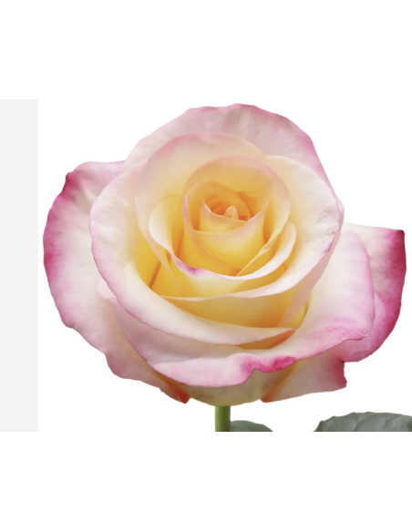 FRENCH QIS 2 tone rose 50 / 75 / 100 / 200 stems