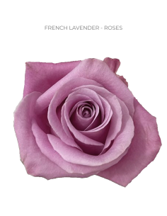 FRENCH LAVENDER 50 / 75 / 100 / 200 stems