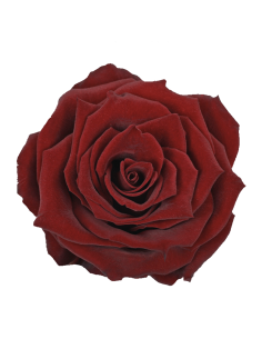 Freedom Superior Red Roses | Premium Wholesale Red Roses for Weddings & Events