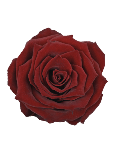 Freedom Superior Red Roses | Premium Wholesale Red Roses for Weddings & Events