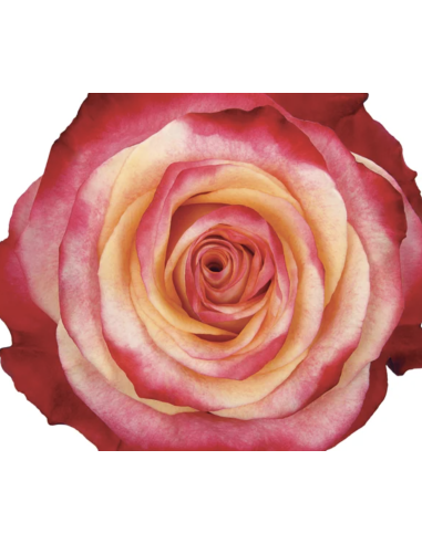 FRAGRANT DELICIOUS 50 / 100 stems