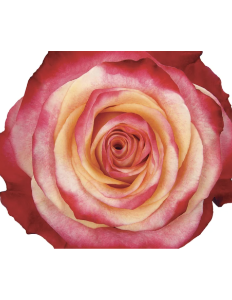 FRAGRANT DELICIOUS 50 / 100 stems