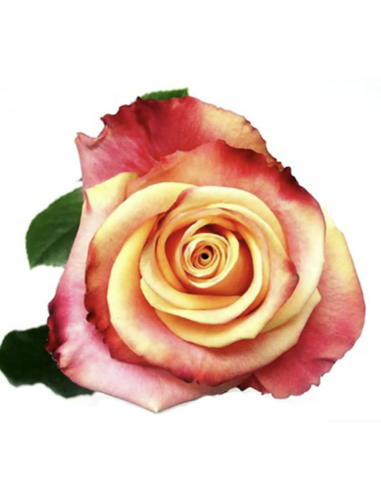 FRAGRANT DELICIOUS 50 / 100 stems