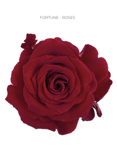 FORTUNE RED ROSE 50 / 100 / 200 stems