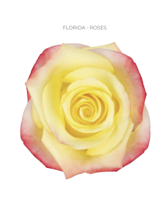 FLORIDA 2 tone rose pink/cream 50 / 75 / 100 / 200 stems