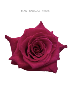 FLASH BACCARA Hot pink rose 50 / 75 / 100 stems