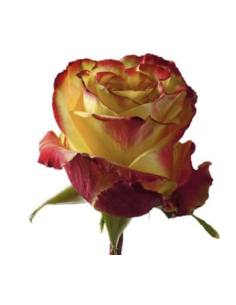 FLAME IGUAZU 50 / 75 / 100 stems