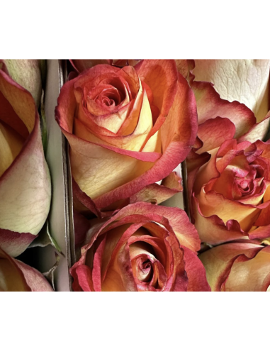 FLAME IGUAZU 50 / 75 / 100 stems