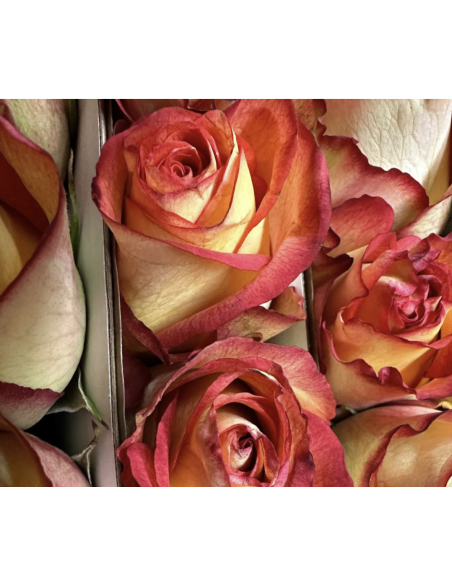 FLAME IGUAZU 50 / 75 / 100 stems