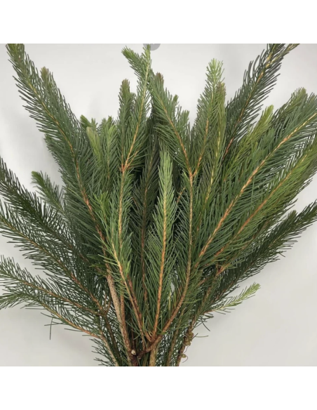 Wholesale Australian Pine
