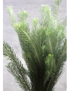 Wholesale Australian Pine