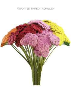 ASSORTED TINTED Achillea "Yarrow"  80 / 160 stems