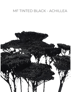 BLACK TINTED Achillea "Yarrow"  80 / 160 stems