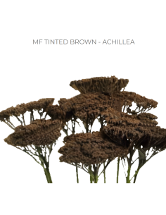 BROWN TINTED Achillea "Yarrow"  80 / 160 stems