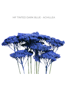 DARK BLUE TINTED Achillea "Yarrow"  80 / 160 stems