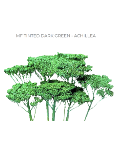 DARK GREEN TINTED Achillea "Yarrow"  80 / 160 stems