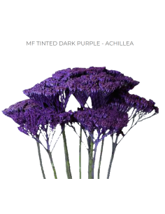 DARK PURPLE TINTED Achillea "Yarrow"  60 / 120  stems