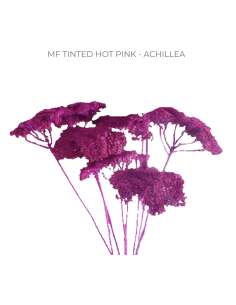 HOT PINK TINTED Achillea "Yarrow"  60 / 120  stems