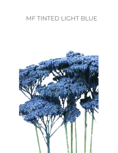 LIGHT BLUE Achillea "Yarrow"  60 / 120  stems