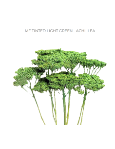 LIGHT GREEN Achillea "Yarrow"  60 / 120  stems