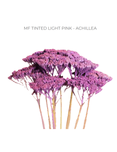 LIGHT PINK Achillea "Yarrow"  60 / 120  stems