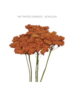 ORANGE TINTED Achillea "Yarrow"  60 / 120  stems
