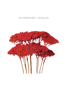 RED  TINTED Achillea "Yarrow"  60 / 120  stems