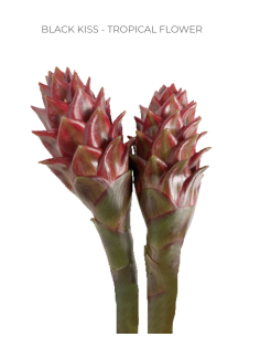 BLACK KISS Tropical Flower 10 / 20  Stems