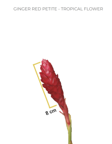 Petite Red Ginger Bulk - 50 Stems (20" Tall) | Florasource