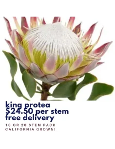 King Protea 10 stems